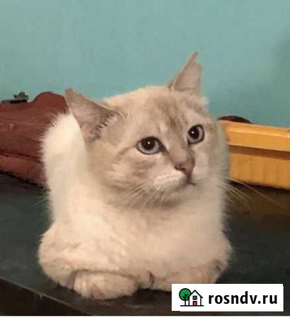 Кот в добрые руки Железногорск - изображение 1