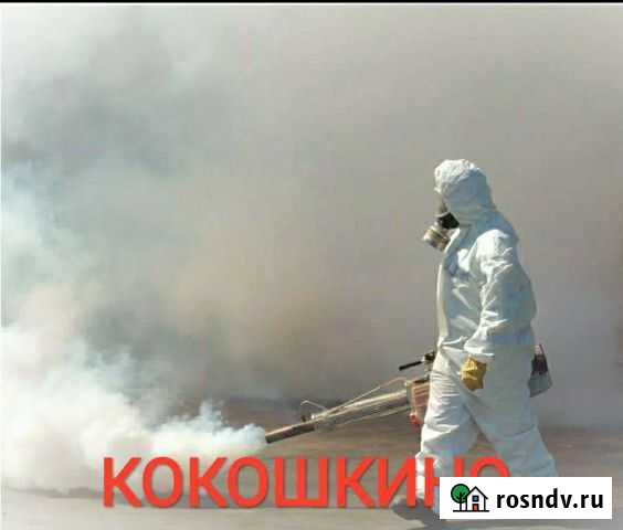 Уничтожение клопов, тараканов, клещей, насекомых Кокошкино - изображение 1