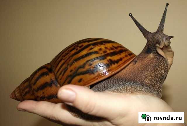 Улитка Ахатина Медвежьегорск - изображение 1