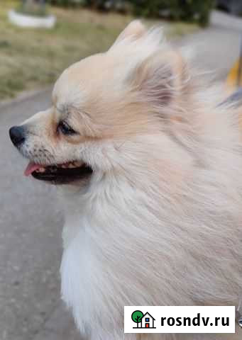 Шпиц для вязки Тольятти - изображение 1