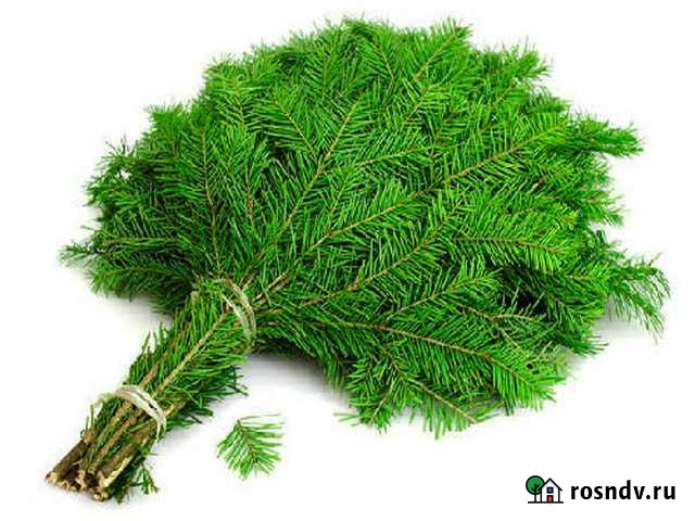 Продам веники пихтовые, свежие Красноярск - изображение 1