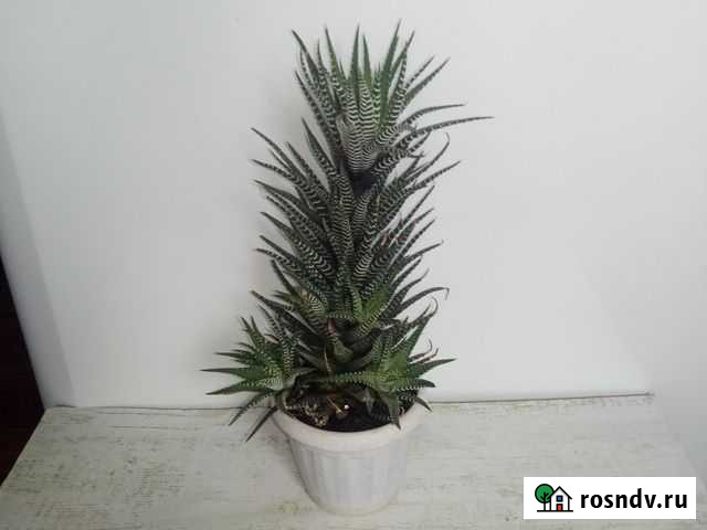 Суккуленты Новомосковск - изображение 1