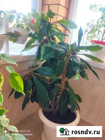 Молочай Томаровка - изображение 1