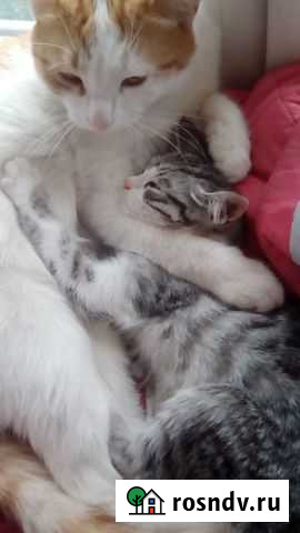 Кошка Ачинск - изображение 1