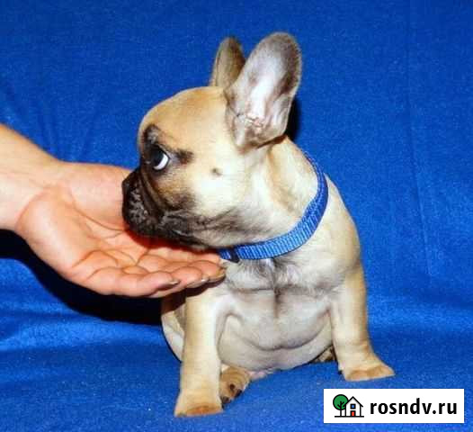 Французский бульдог Рязань - изображение 1