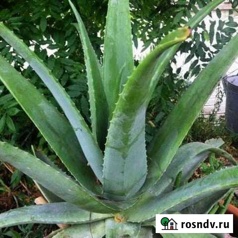 Алоэ вера (настоящий) лечебный Саратов - изображение 1