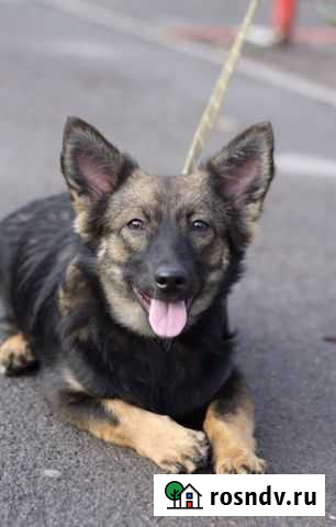 Маленький пес. Доставим к вам Ростов-на-Дону - изображение 1