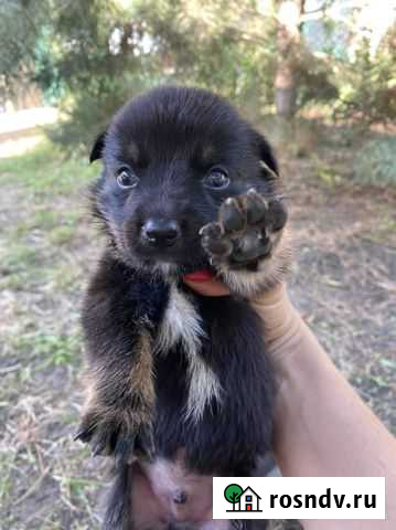 Отдам щенка Ростов-на-Дону - изображение 1