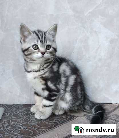 Продам изумительную шотландскую девочку Вискас Краснодар - изображение 1