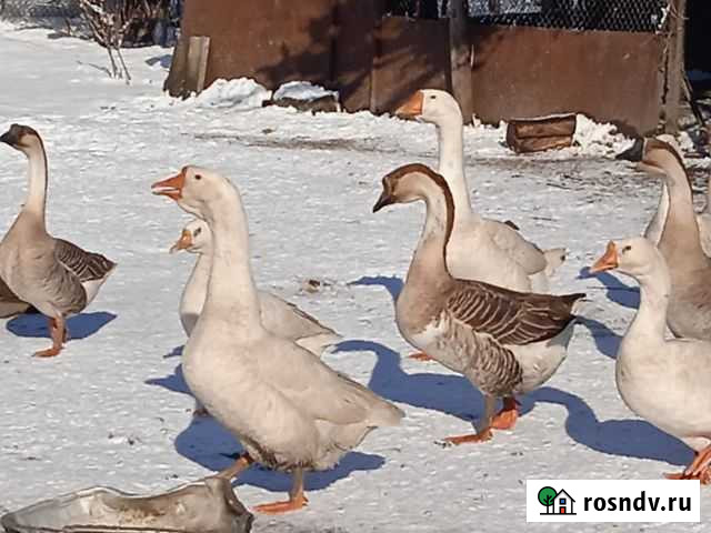 Гуси Нартан - изображение 1