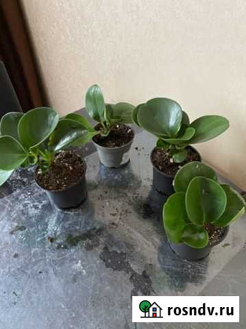 Пеперомия туполистная Энгельс - изображение 1