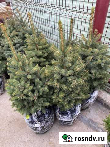 Ель колючая серебристая Севастополь - изображение 1