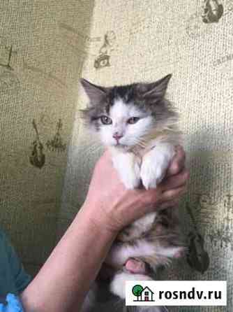 Котята Новый Оскол