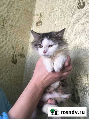 Котята Новый Оскол - изображение 1