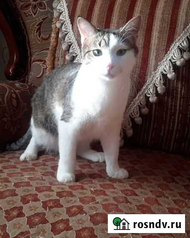 Кошка Егорьевск - изображение 1