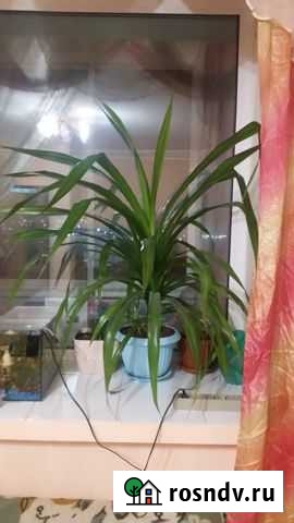 Цветы Чита - изображение 1