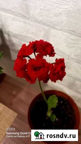 Пеларгония герань Зеленодольск - изображение 1