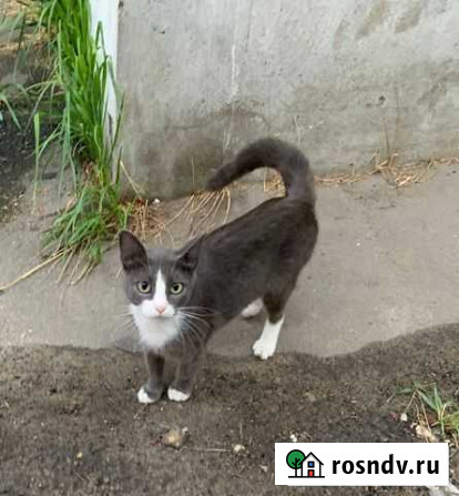 Отдам кошечку Муром - изображение 1