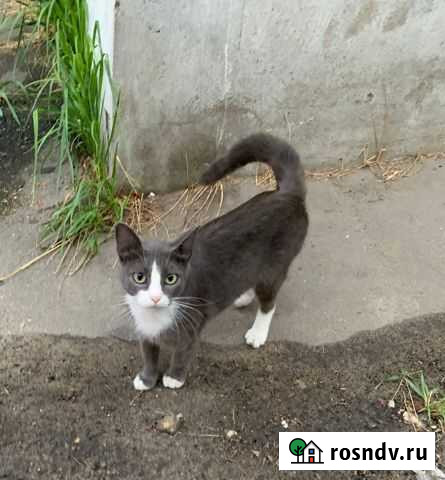 Отдам кошечку Муром - изображение 1