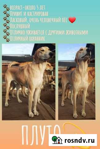 Плуто ищет дом Нижний Новгород - изображение 1