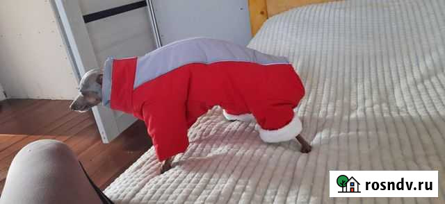 Одежда для собак Целина - изображение 1