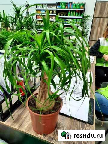 Нолина Жигулевск - изображение 1