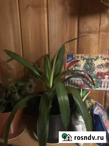 Юкка Тучково - изображение 1