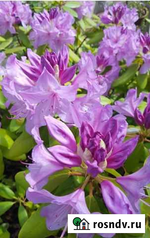 Азалия Сочи - изображение 1