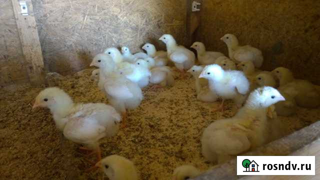 Инкубационное яйцо бройлера Малоярославец - изображение 1