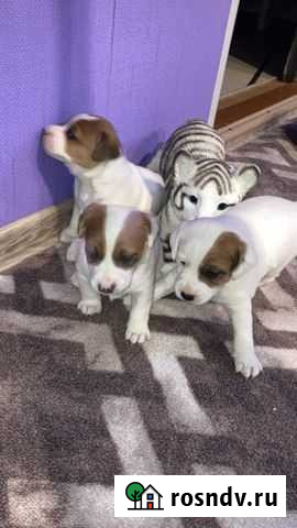 Щенки ищут семью Славянск-на-Кубани - изображение 1