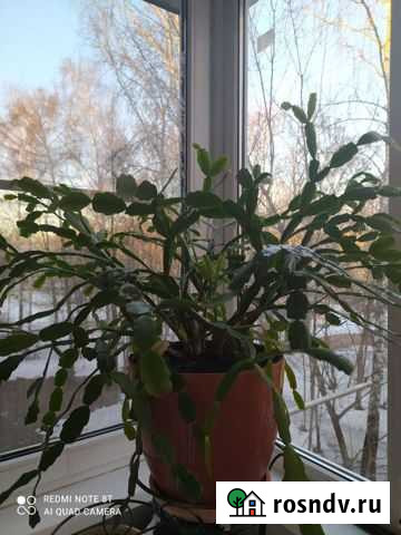 Декабрист шлюмбергера Мытищи - изображение 1