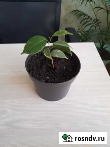 Фикус бенджамина Кинки Братск - изображение 1
