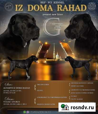 Среднеазиатская овчарка алабай щенки Токсово - изображение 1