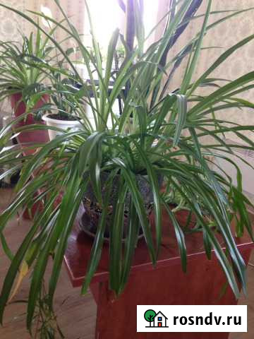 Хлорофитум Видное - изображение 1