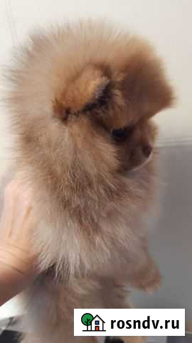 Шпиц Мончегорск - изображение 1