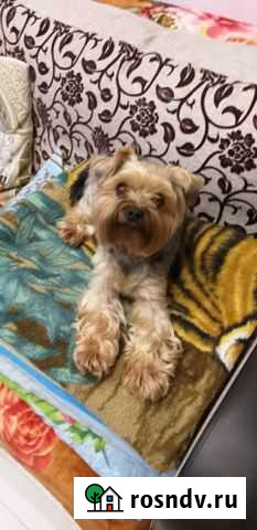 Йоркширский терьер Магадан - изображение 1