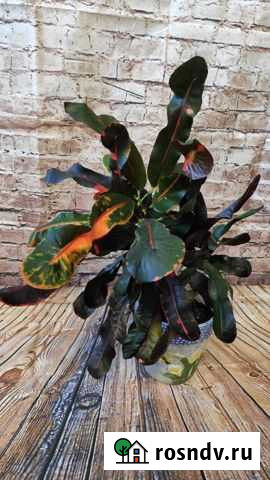 Кротон Сочи - изображение 1