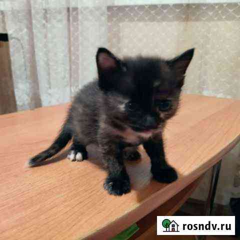 Котята Новосибирск