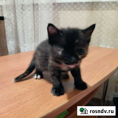 Котята Новосибирск - изображение 1