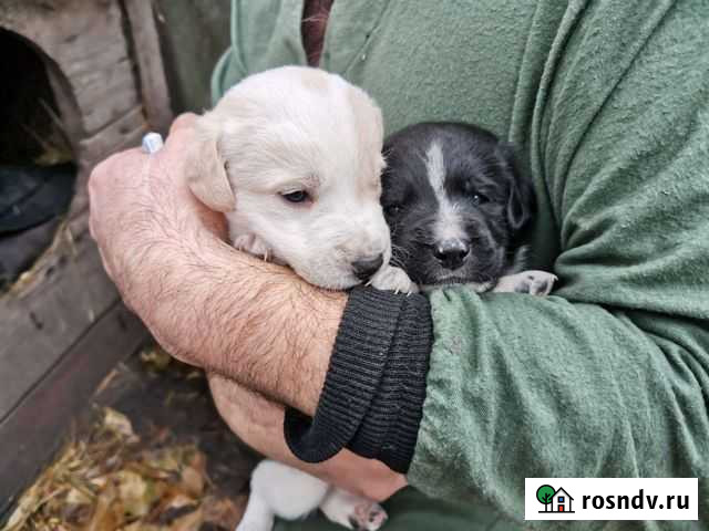 Щенок в добрые руки Добринка - изображение 1