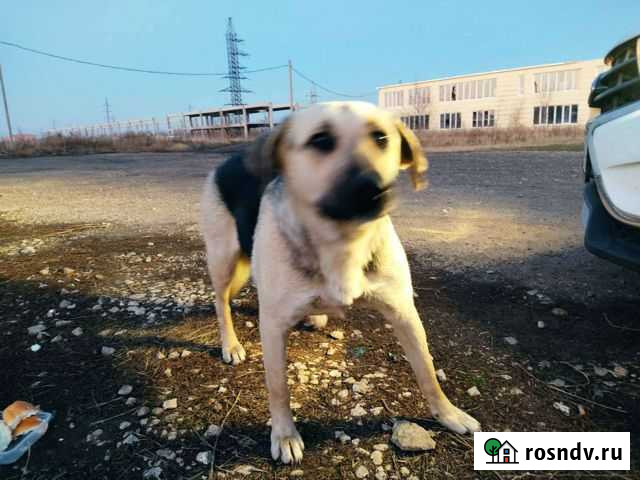 Собака в добрые руки Тольятти - изображение 1