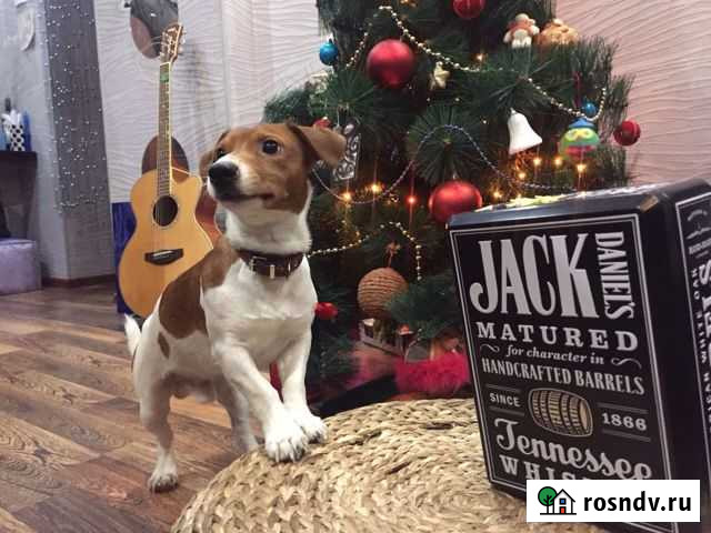 Вязка Джек кобель есть щенки РКФ Мурманск - изображение 1