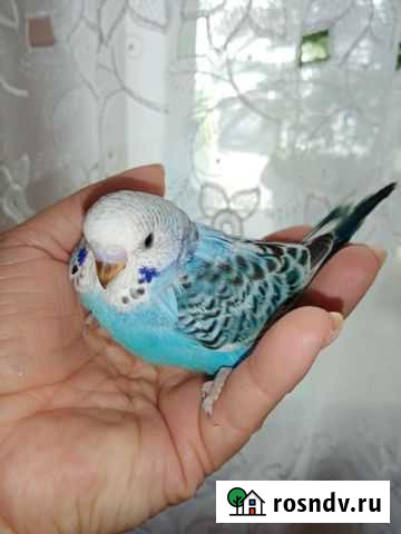 Птенцы волнистого попугайчика Иркутск - изображение 1