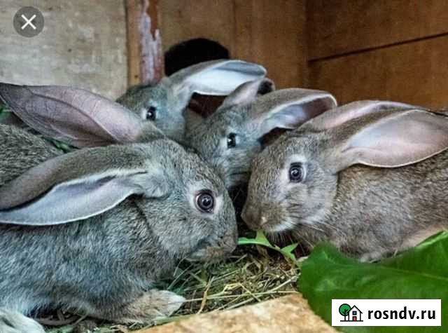 Кролики Богучар - изображение 1