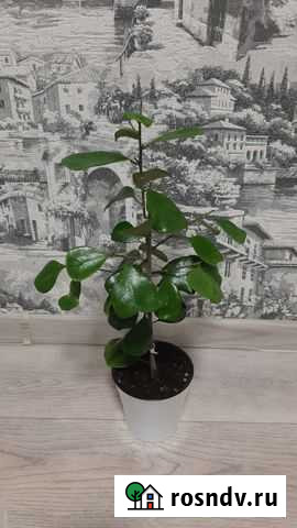 Фикус треугольный зеленый Грязи - изображение 1
