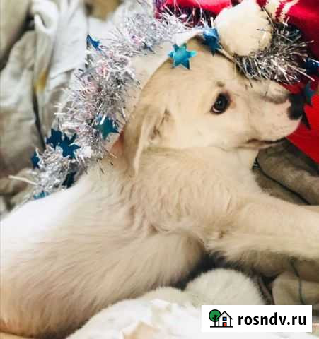 Стерильная Снежка ищет семью Пенза - изображение 1