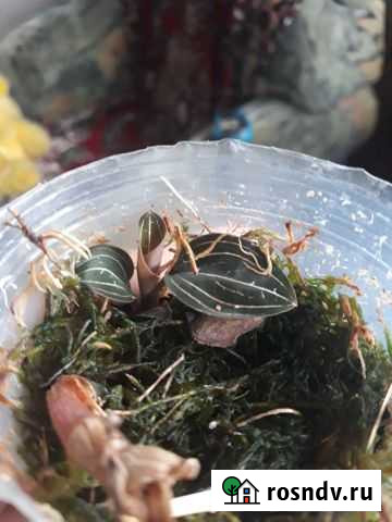 Орхидея Людизия Камень-на-Оби - изображение 1