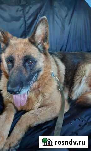 Овчарка в добрые руки Казань - изображение 1