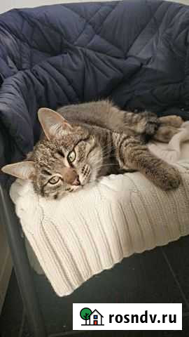 Котенок в добрые руки Уфа - изображение 1