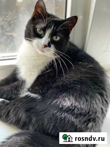 Кошечка в хорошие руки Ростов-на-Дону - изображение 1